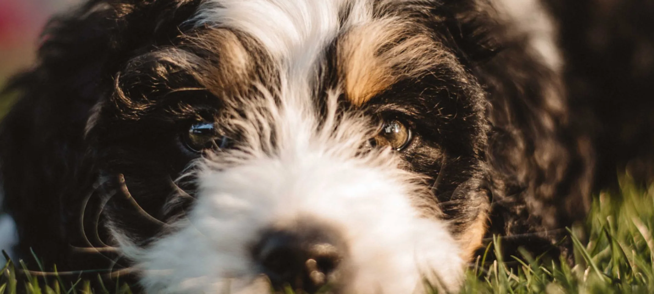 A close up of the face of a black and white dog laying outside in grass